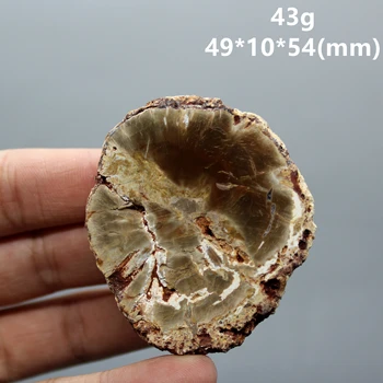 Naturale Paleontologice Fosili fosilifere, Decor Lemne silicifiate Copac Jad Ceașcă de Ceai Mat Fosili, minerale-Specimen