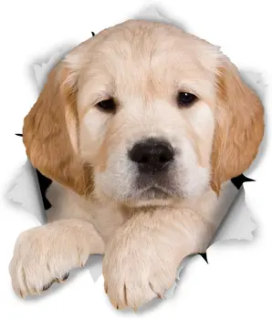 Winston & Bear 3D Câine Autocolante - - pui de Golden Retriever Autocolante pentru Perete, Frigider, Toaletă, Sală de - Ambalat Retail