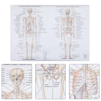1 buc Ființă Umană Anatomie Poster Structura Corpului Pictura Scheletului de Predare Imagine