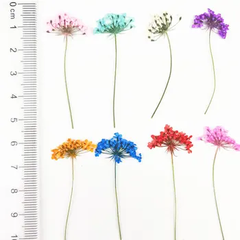 12pcs Flori Uscate DIY Rășină Epoxidică Artizanat lucrate Manual Materialele de Umplere Umplere Flori Uscate Timp de Piatra de Luare de Bijuterii Birou Decor