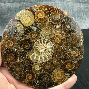 1buc Naturale cochilie de amonit fosil minerale vindecare Reiki specimen colecție de artă piatra artefacte