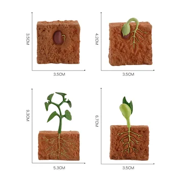 Simulare Ciclul de Viață al unui Fasole Verde de Creștere a Plantelor Modelul Ciclului de Cifrele de Acțiune de Colectare de Știință Jucarii Educative pentru Copii