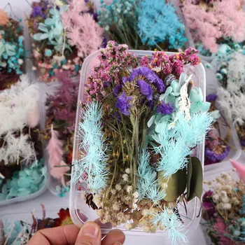 1 Cutie plina de culoare Aleatoare Reale Flori Uscate, Plante Uscate Pentru a Face Ambarcațiunile de Flori Presate DIY Bijuterii Accesorii Home Deco