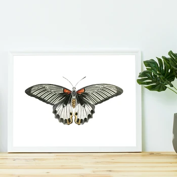 Fluture Ilustrare de Învățământ Graficul Postere si Printuri Decor Camera pentru Copii Insecte Epocă Arta Panza Pictura Decor Acasă